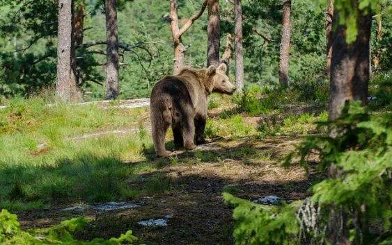 Zdjęcie Jakie zwierzęta można spotkać w lesie - fascynujący świat fauny leśnej