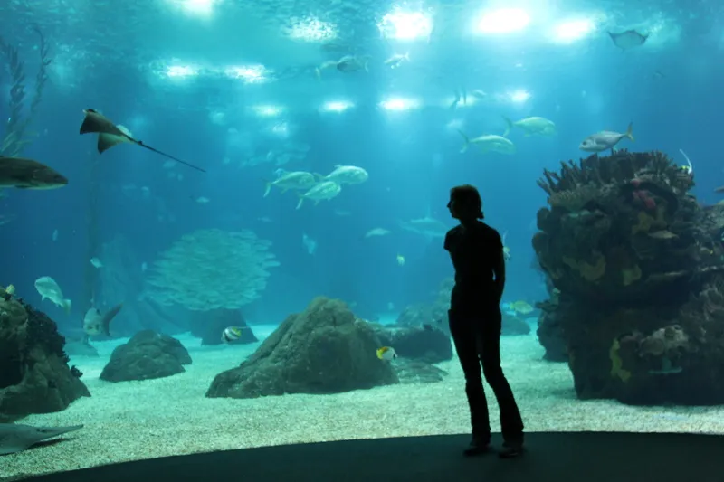 Zdjęcie Oceanarium Lizbona – fascynujące morskie stworzenia i atrakcje dla rodzin