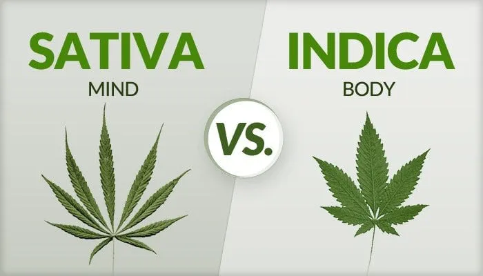 Zdjęcie Indica vs Sativa: Porównanie charakterystyk - Która odmiana lepsza?