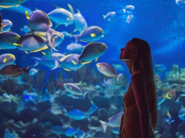 Zdjęcie Oceanarium Ustka – Fascynujące gatunki ryb i niezapomniane atrakcje