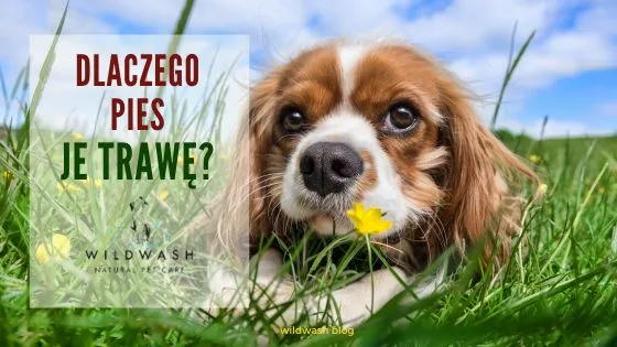 Zdjęcie Czy pies może jeść trawę? Odkryj, co to oznacza dla zdrowia psa
