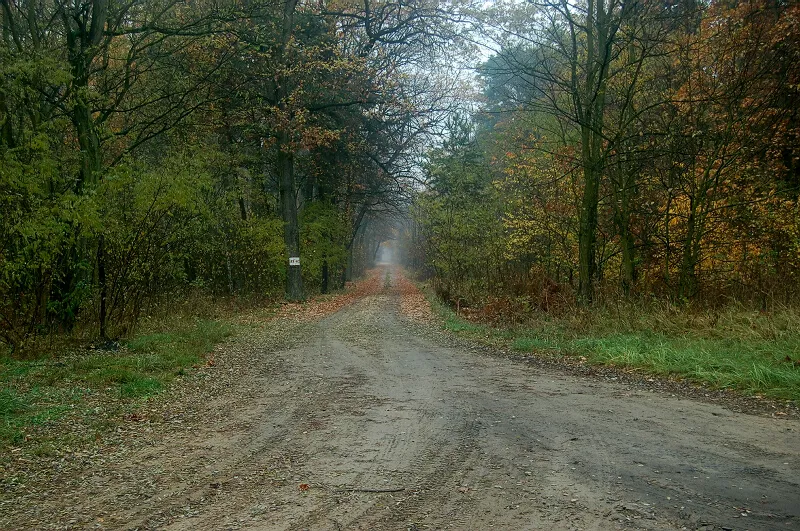 Zdjęcie Schody w lesie o co chodzi? Tajemnicze znaki w naturze, które zaskakują