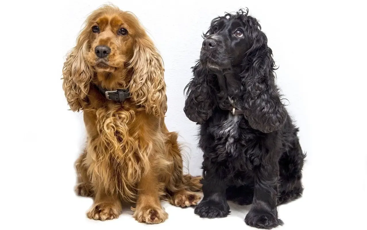 Zdjęcie Duży spaniel: charakterystyka i wymagania popularnych ras psów