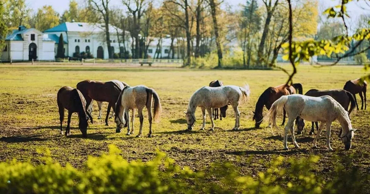 Zdjęcie Stadnina w Janowie Lubelskim - historia, atrakcje i hodowla koni