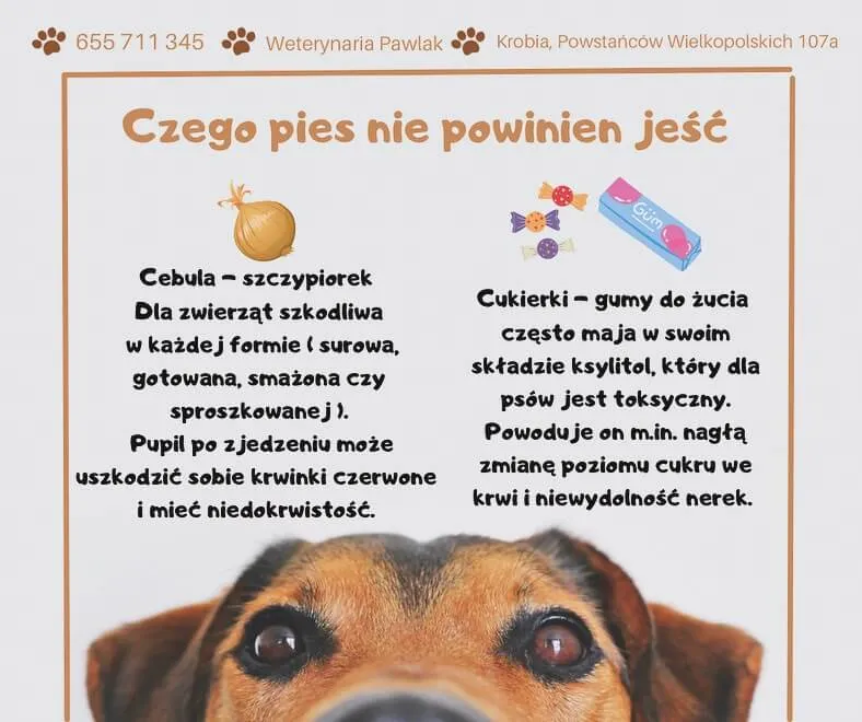 Zdjęcie Co pies może jeść a czego nie: lista bezpiecznych produktów dla pupila