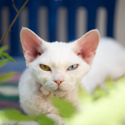 Zdjęcie Devon rex opis rasy - poznaj cechy, temperament i pielęgnację kotów