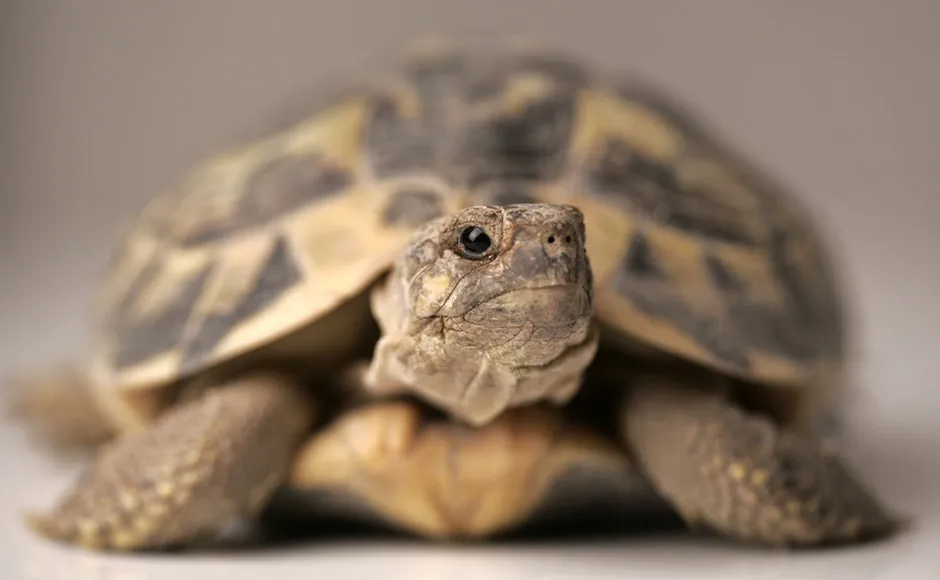 Zdjęcie Co je żółw grecki? Poznaj jego dietę, habitat i pielęgnację