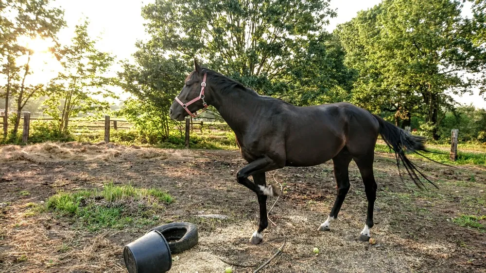 Zdjęcie Jeździecki klub sportowy Adonai - profesjonalne lekcje jazdy konnej w Wrocławiu