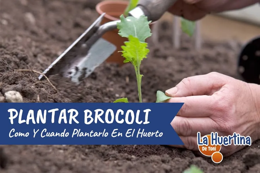 Zdjęcie Cuándo plantar brócoli para evitar errores comunes en el cultivo