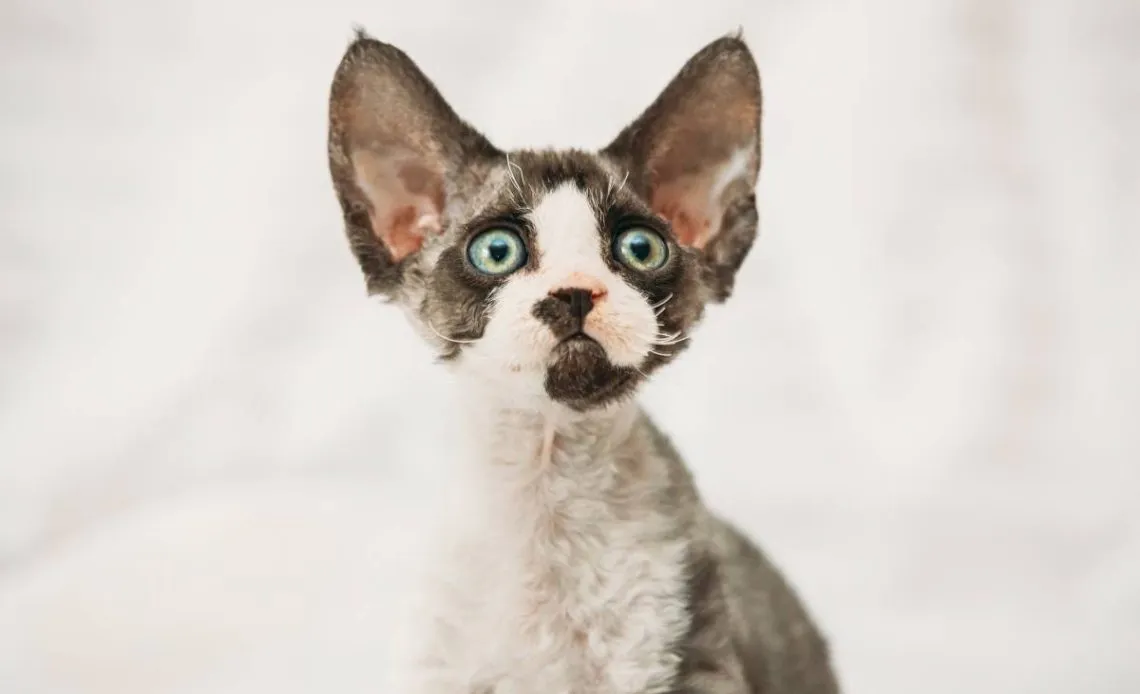 Zdjęcie Koty Devon Rex do adopcji - poznaj tanie opcje i wymagania