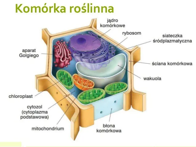 Zdjęcie Jak wygląda komórka roślinna? Odkryj jej fascynującą budowę!