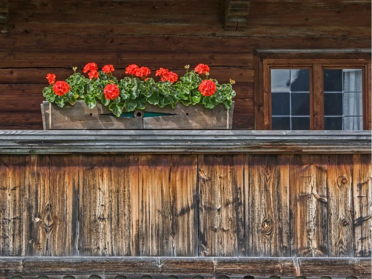 Zdjęcie Kiedy sadzić pelargonie na balkon, aby uniknąć przymrozków?