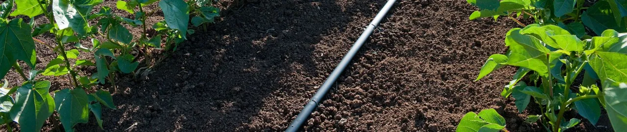 Zdjęcie Zraszacz czy linia kroplująca - co wybrać dla swojego ogrodu?
