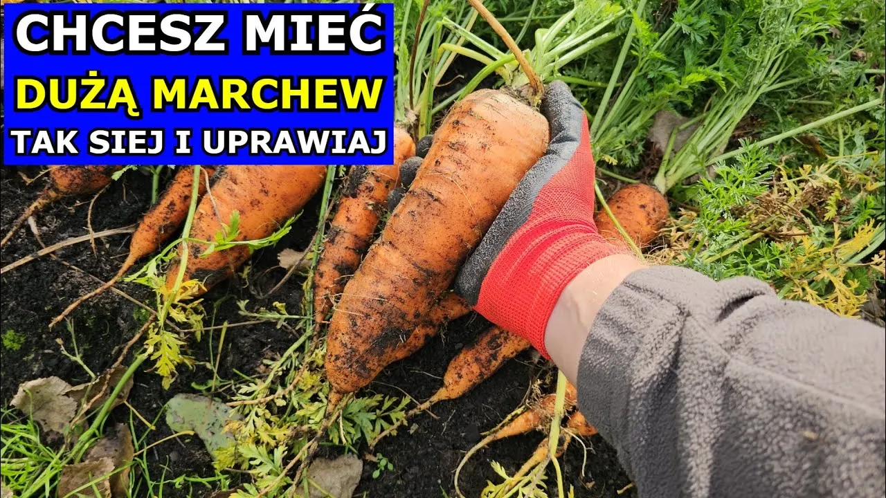 Zdjęcie Kiedy sadzić marchew, aby uniknąć błędów i cieszyć się plonami