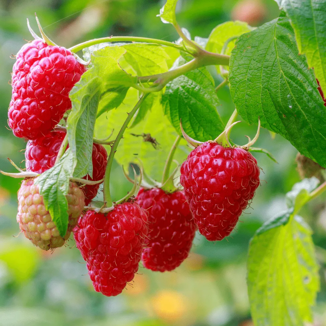 Zdjęcie Cómo cuidar el arbusto de frambuesas para obtener frutos abundantes