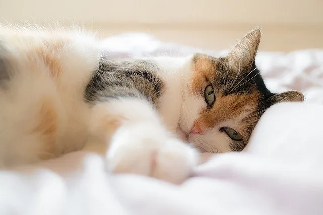 Zdjęcie Devon Rex opinie: Co musisz wiedzieć przed adopcją tego kota?