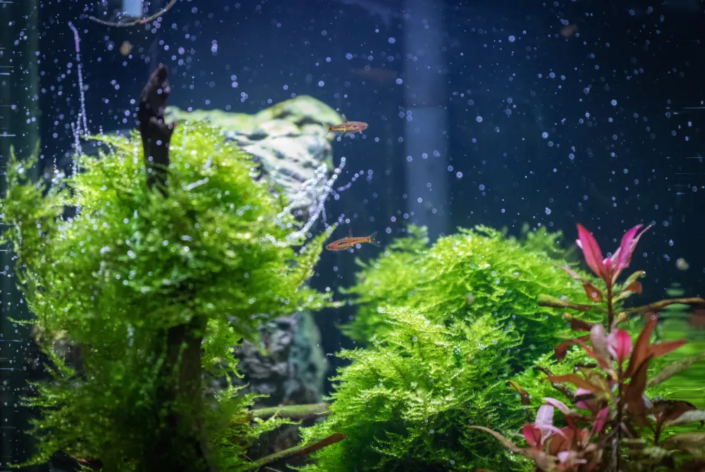 Zdjęcie Jak obniżyć GH w akwarium i uniknąć stresu u ryb