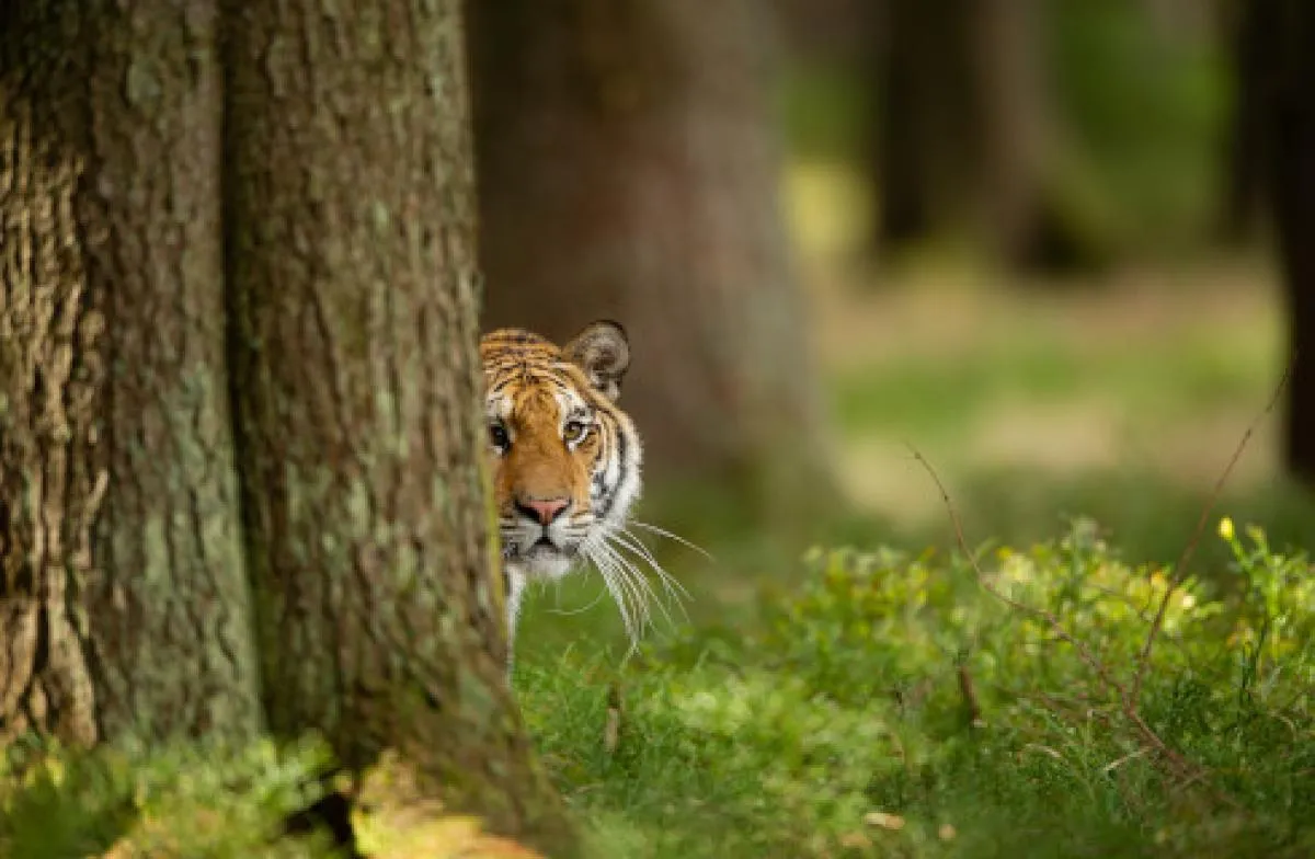 Zdjęcie Dariusz Michalczewski i Tiger Energy Drink: historia, skład i kontrowersje