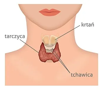 Zdjęcie Czy leki na niedoczynność tarczycy powodują tycie? Fakty i mity o wadze