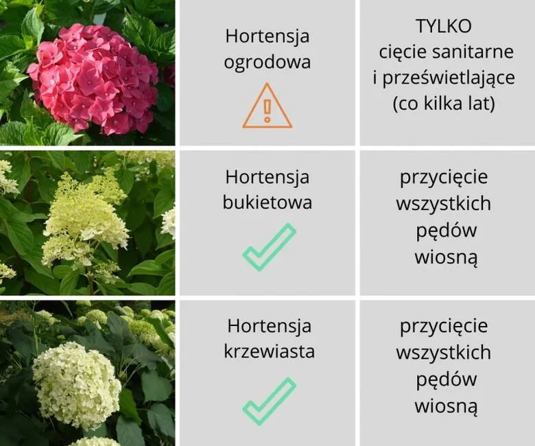 Zdjęcie Jak przyciąć hortensję ogrodową, aby pięknie kwitła i rosła zdrowo