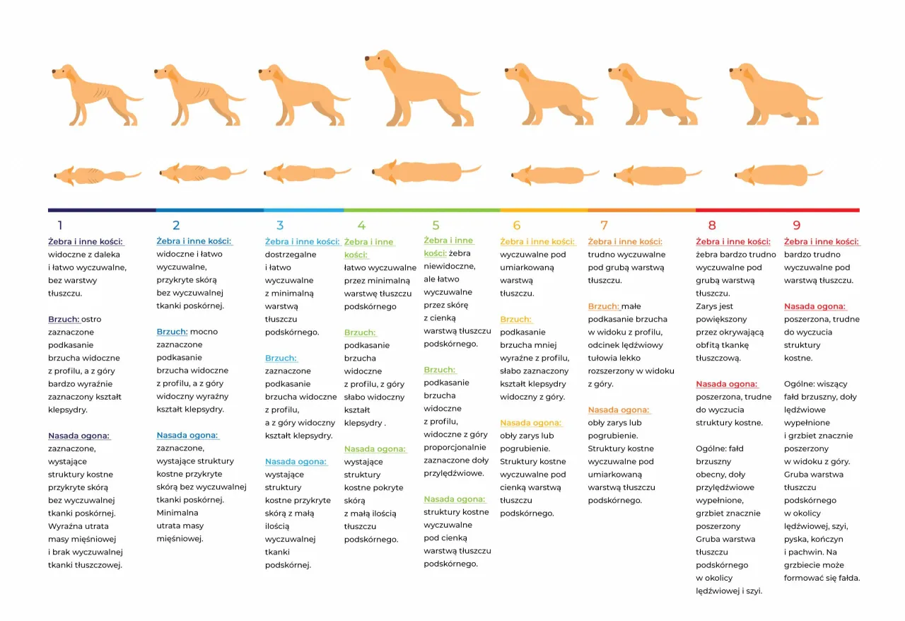 Zdjęcie Ile karmy dla szczeniaka? Dawkowanie krok po kroku (wiek, waga)