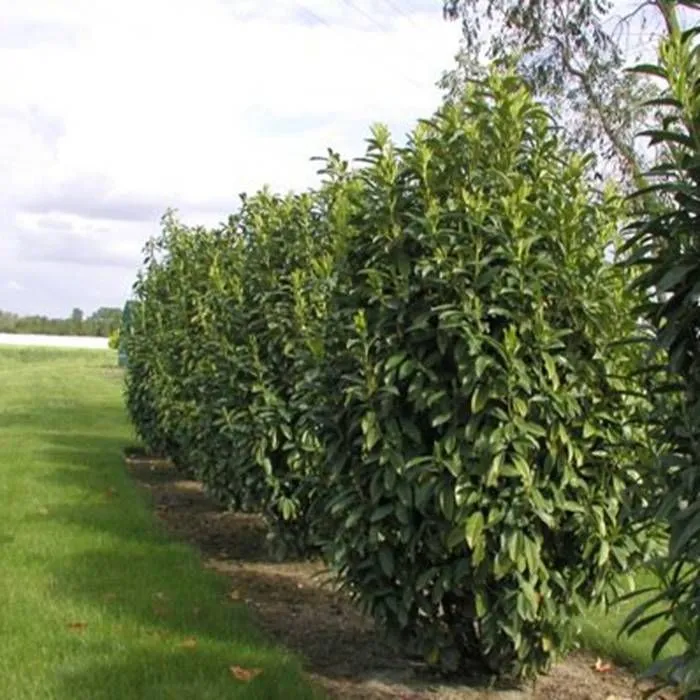 Zdjęcie Arbusto siempre verde: características y beneficios para tu jardín