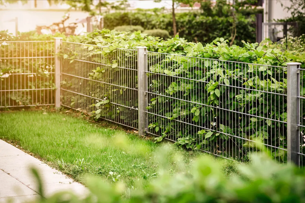 Zdjęcie Czym zasłonić ogrodzenie panelowe, by zyskać prywatność i styl?