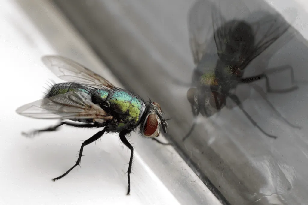 Zdjęcie Skuteczne sposoby na pozbycie się much z restauracji i uniknięcie problemów