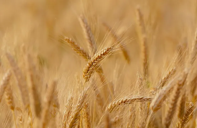 Zdjęcie Mąka durum co to jest i dlaczego warto ją znać w kuchni