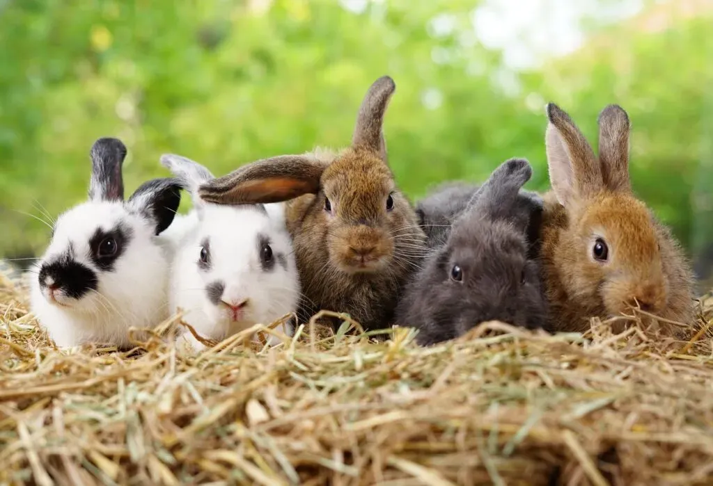 Zdjęcie Ile kosztuje królik w sklepie zoologicznym? Ceny, które musisz znać