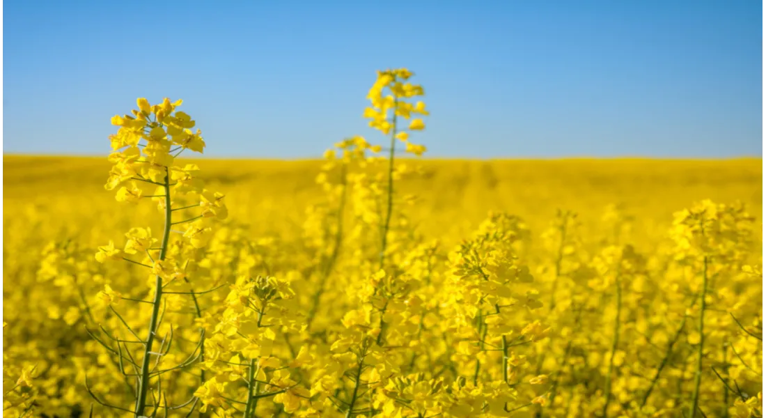 Zdjęcie Jak długo kwitnie rzepak? Czynniki wpływające na czas kwitnienia