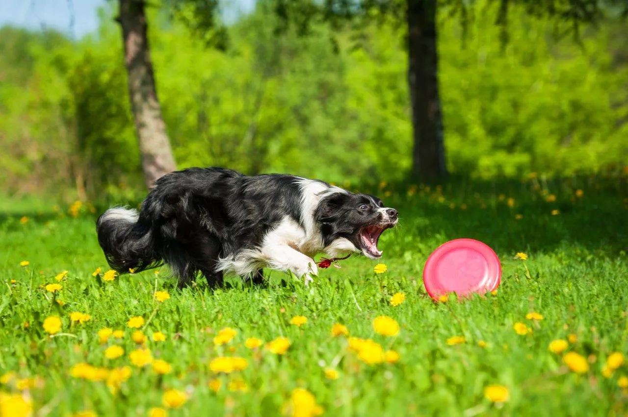 Zdjęcie Jak wytresować border collie: skuteczne metody i porady dla właścicieli