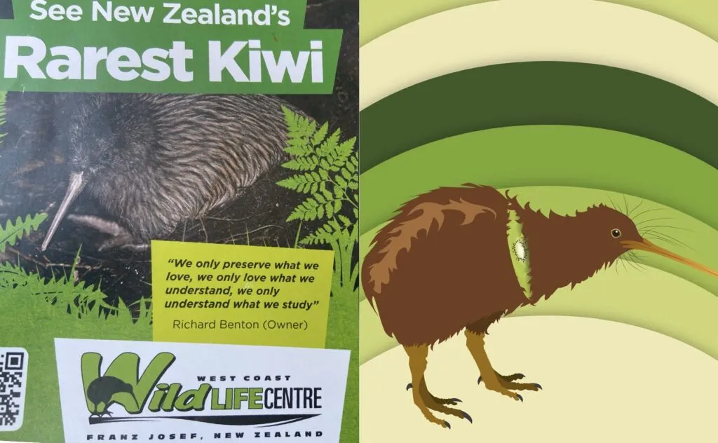 Zdjęcie Co warto wiedzieć o kiwi z Nowej Zelandii unikalnym ptaku