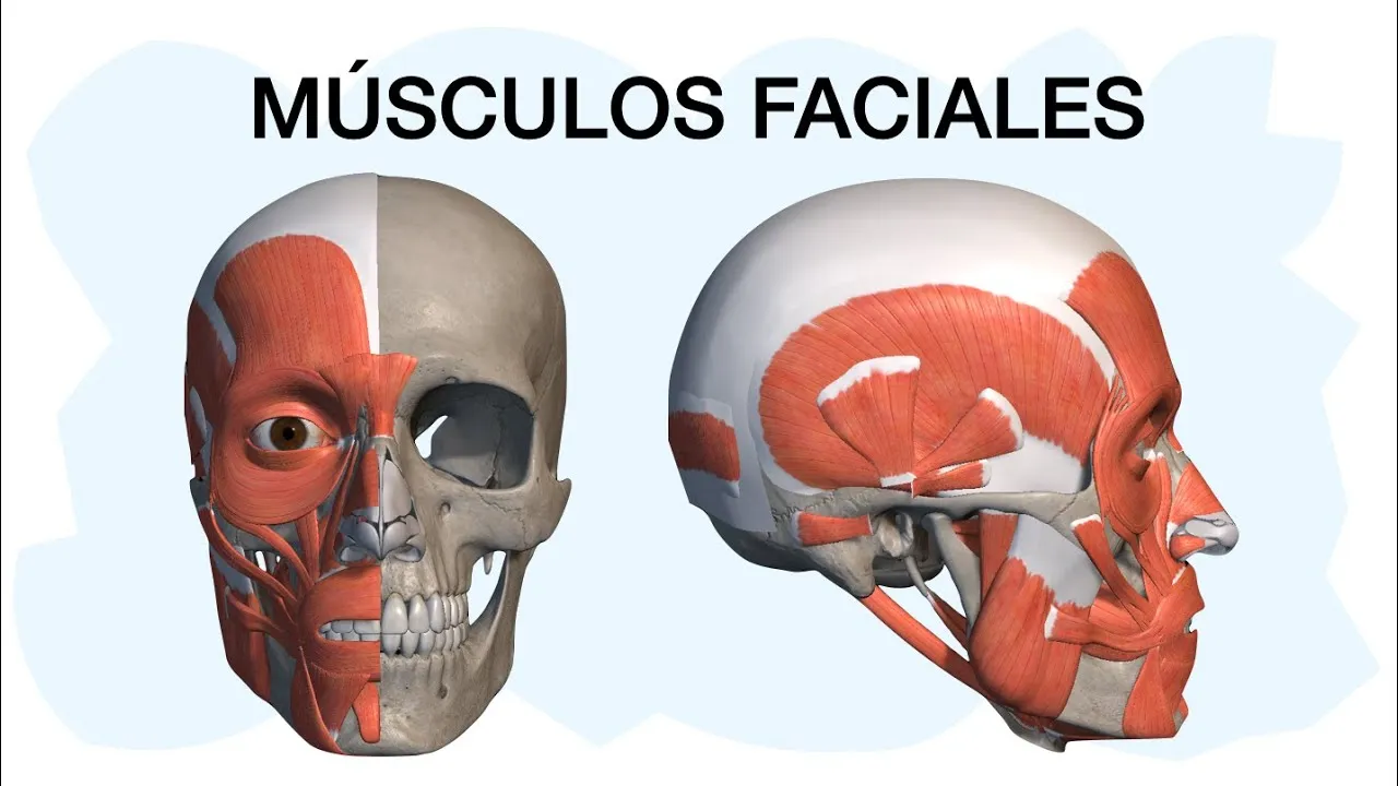 Zdjęcie Músculos faciales: funciones esenciales y su impacto en la expresión