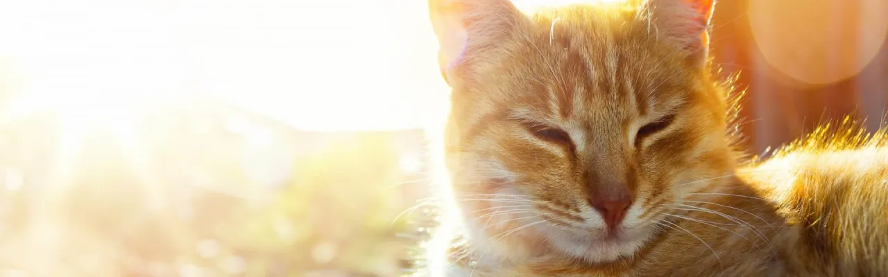 Zdjęcie Czy kotka wraca do domu? Oto co musisz wiedzieć o zaginięciu kota