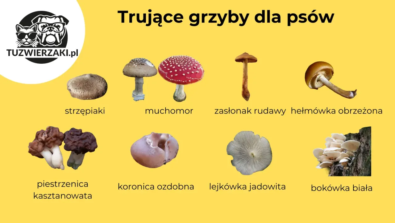 Zdjęcie Czy pies może jeść grzyby? Dowiedz się, jak chronić swojego pupila przed zagrożeniem
