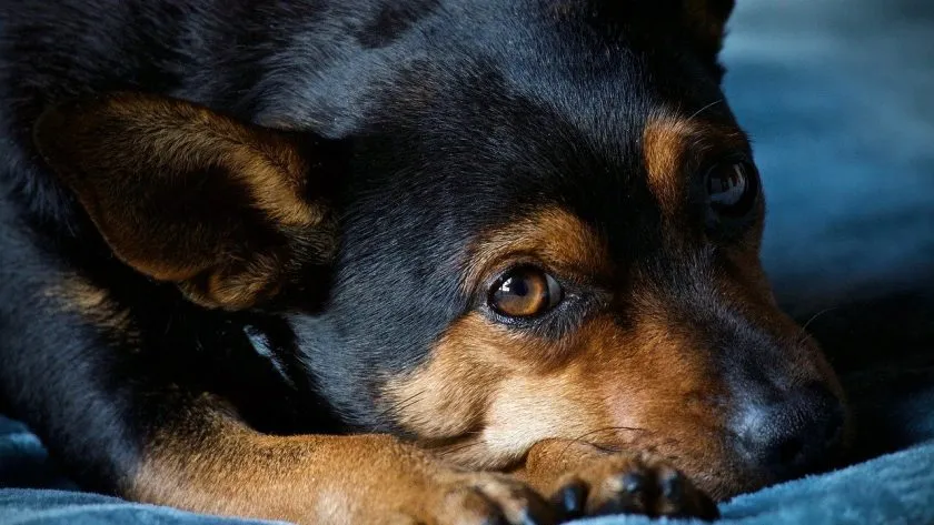 Zdjęcie Co oznacza, gdy pies się trzęsie? Możliwe przyczyny i leczenie
