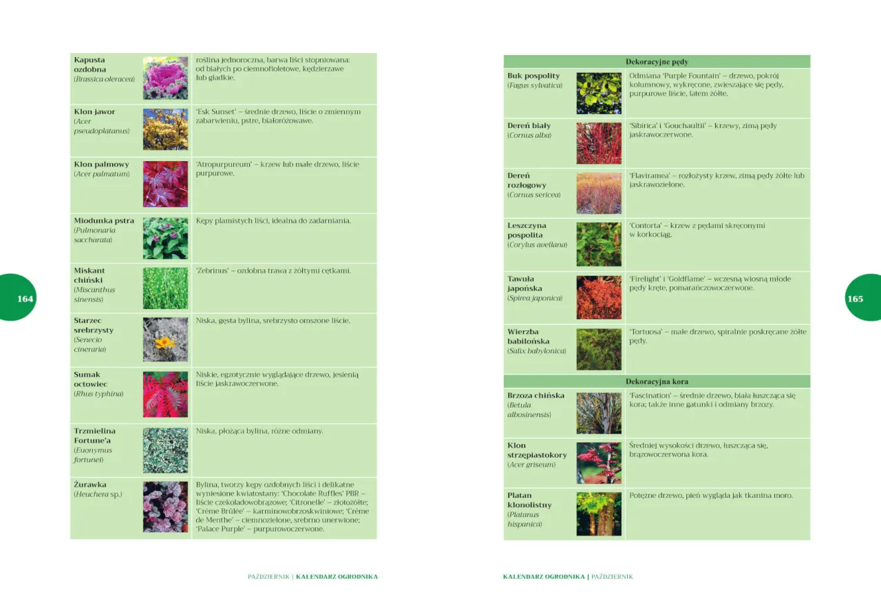 Zdjęcie Kalendarz ogrodnika: Co i kiedy sadzić? Praktyczny przewodnik