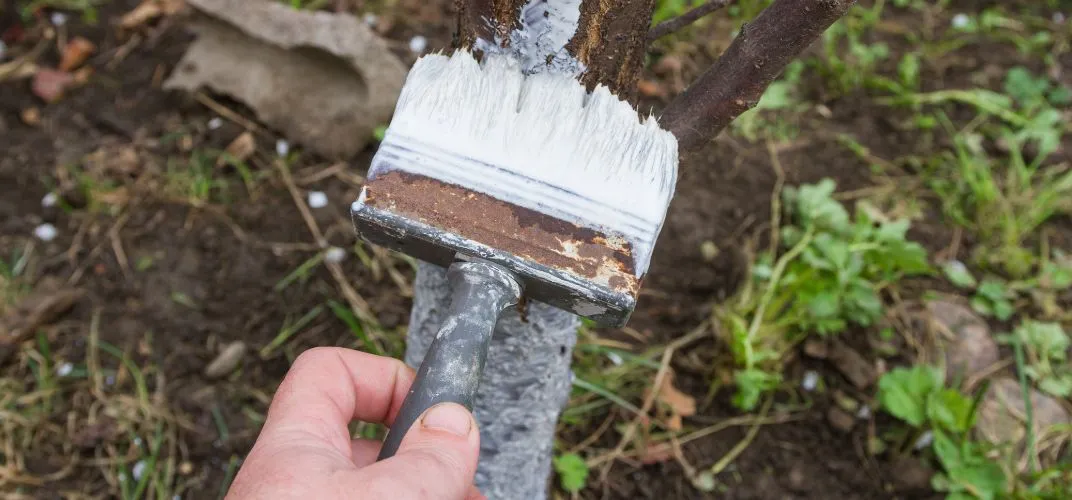 Zdjęcie Kiedy się maluje drzewa wapnem, aby uniknąć ich uszkodzenia?