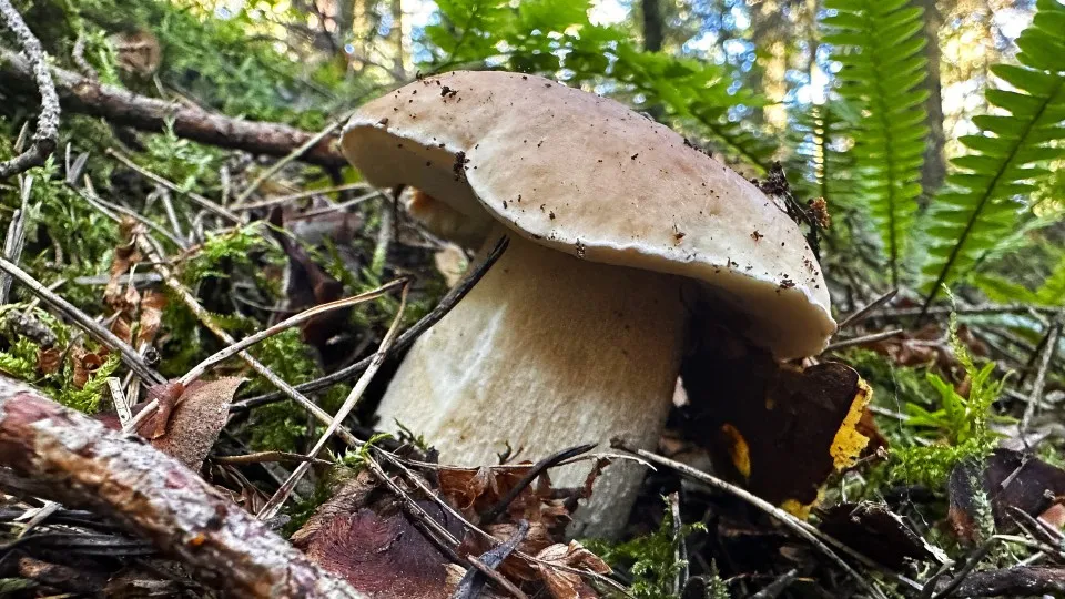 Zdjęcie Gdzie na grzyby z noclegiem? Odkryj najlepsze miejsca w Pomorzu