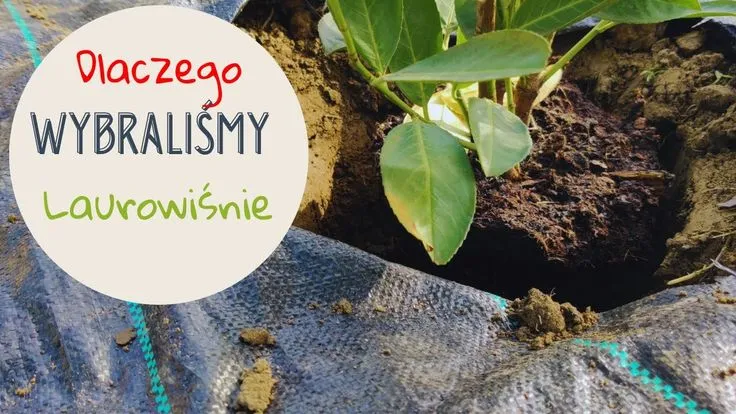 Zdjęcie Dlaczego lustrzanka jest lepsza - odkryj jej niezaprzeczalne zalety