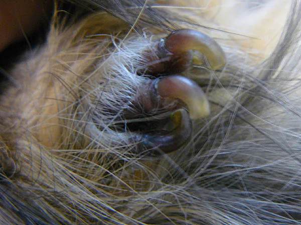 Zdjęcie Ile królik ma pazurów? Zaskakująca liczba, którą musisz poznać