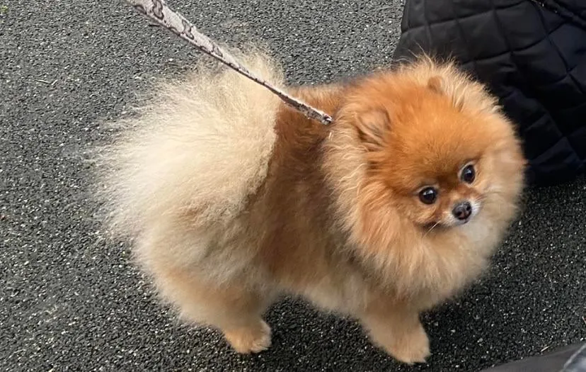 Zdjęcie Pomeranian sierść czy włosy - poznaj tajemnice pielęgnacji i różnice