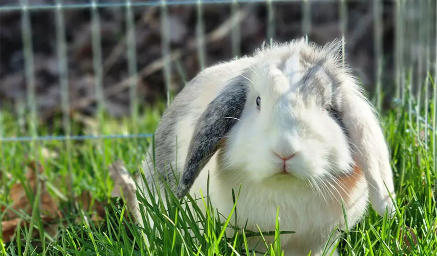 Zdjęcie Gdzie oddać królika, aby zapewnić mu lepszy dom i bezpieczeństwo