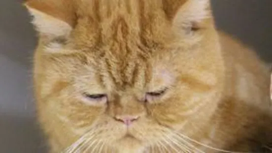Zdjęcie Wie schwer sind Katzen? Die überraschenden Durchschnittswerte und Tipps