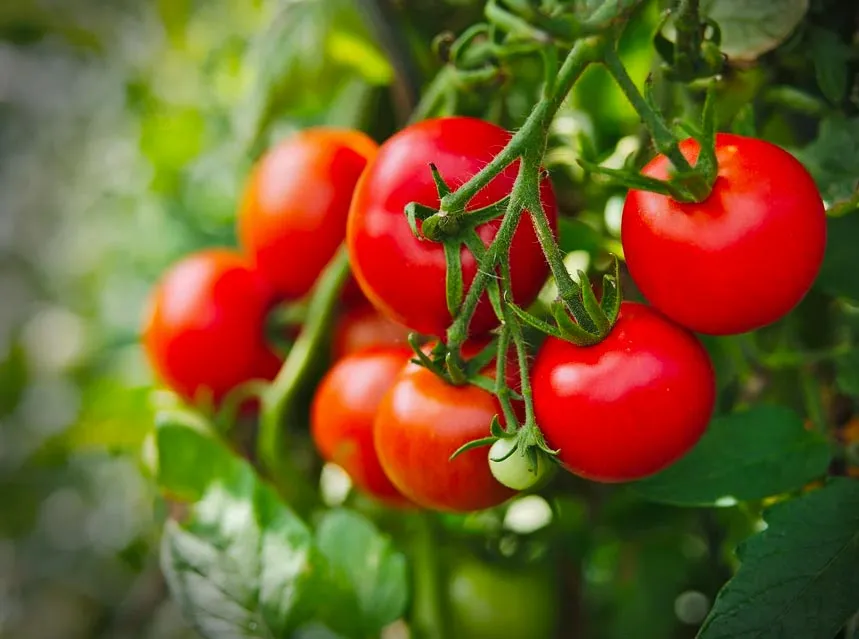 Zdjęcie Riego del tomate en maceta: evita errores comunes y crece saludable