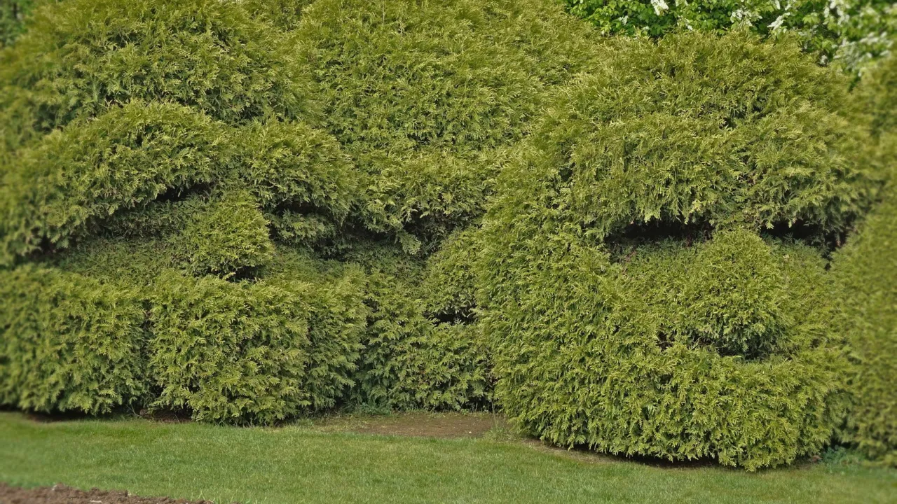 Zdjęcie Rzeźby z roślin: jak stworzyć piękne topiary w swoim ogrodzie