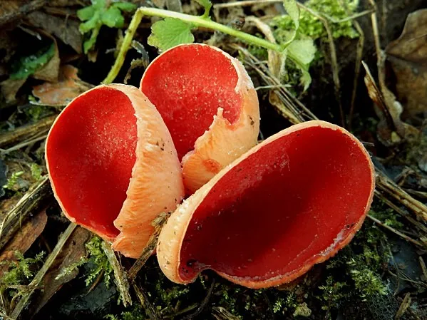Zdjęcie Czarka szkarłatna: informacje, przepis, jadalność