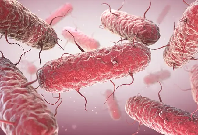 Zdjęcie Enterobacter cloacae: Częste objawy i leczenie infekcji