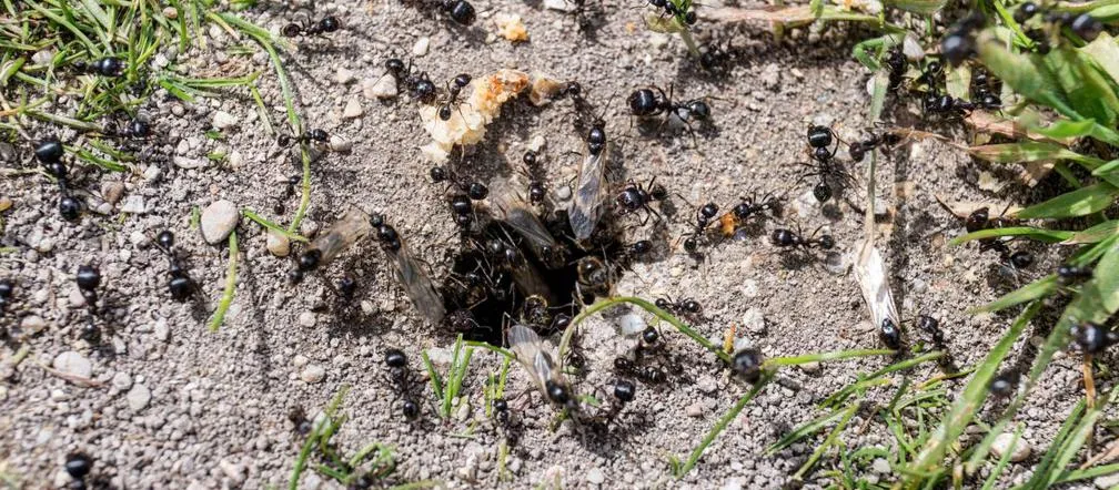 Zdjęcie Skuteczne metody na mrówki w ogrodzie – naturalne sposoby, które działają